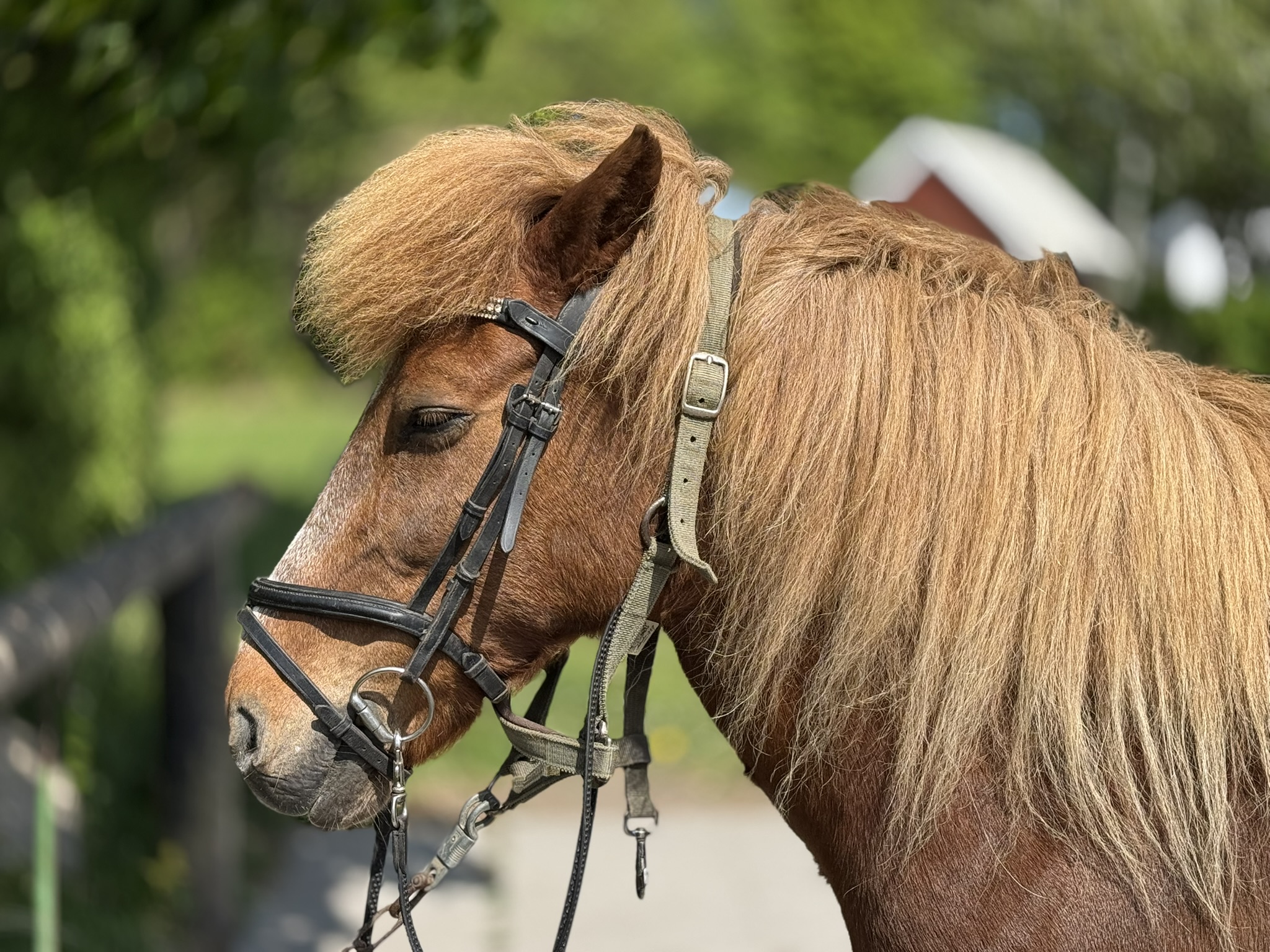 Forparti Af Brun Hest