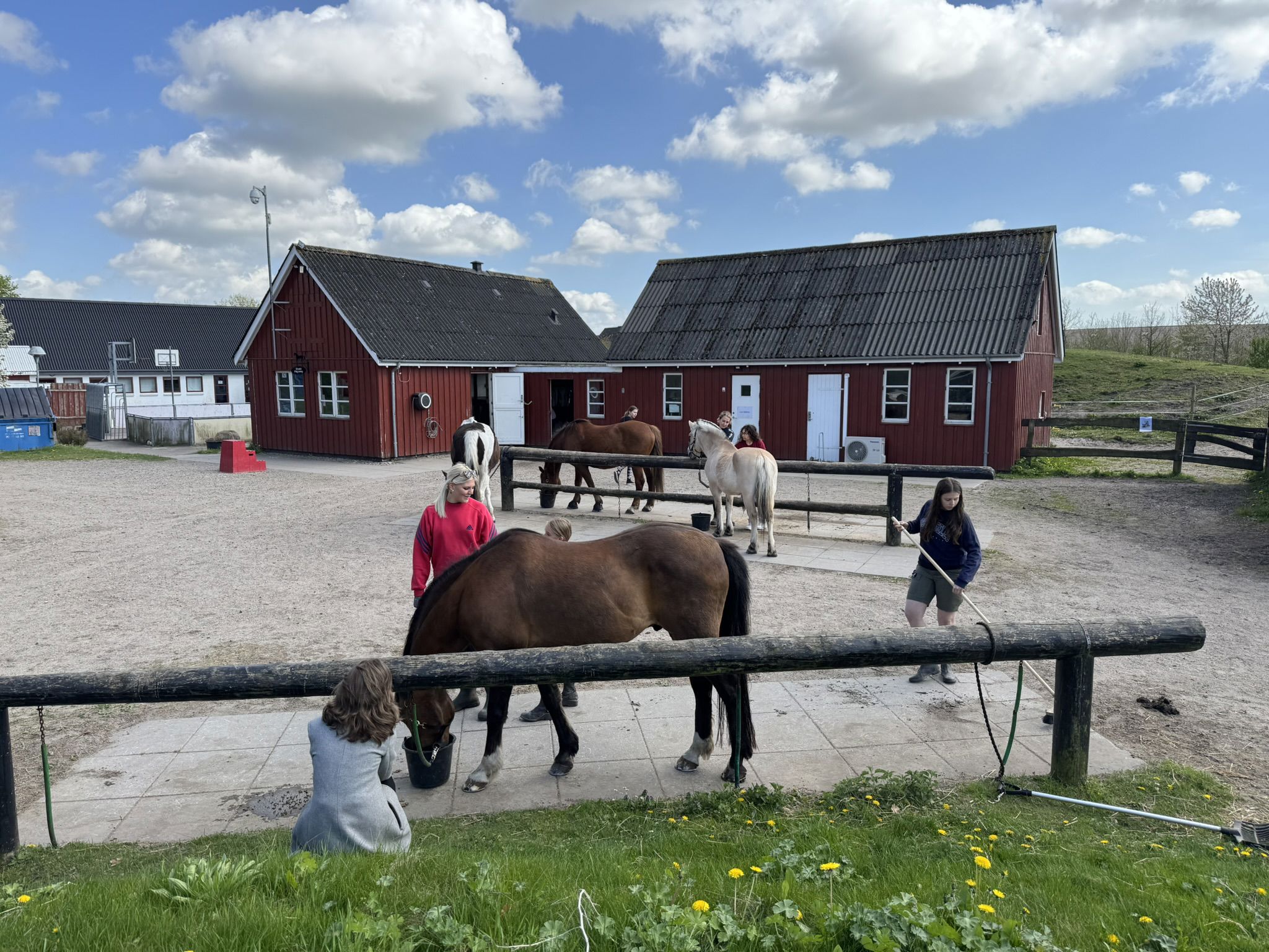 Børn Der Passer Heste Foran Stald