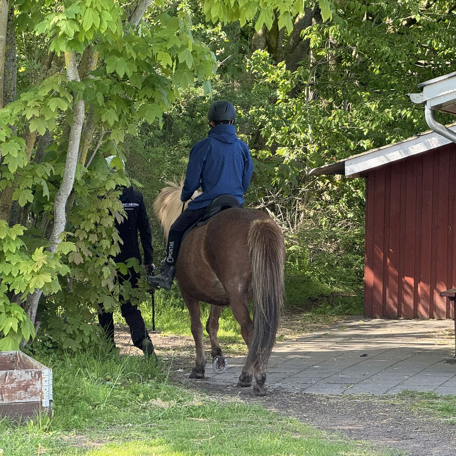 Barn, der rider på brun hest