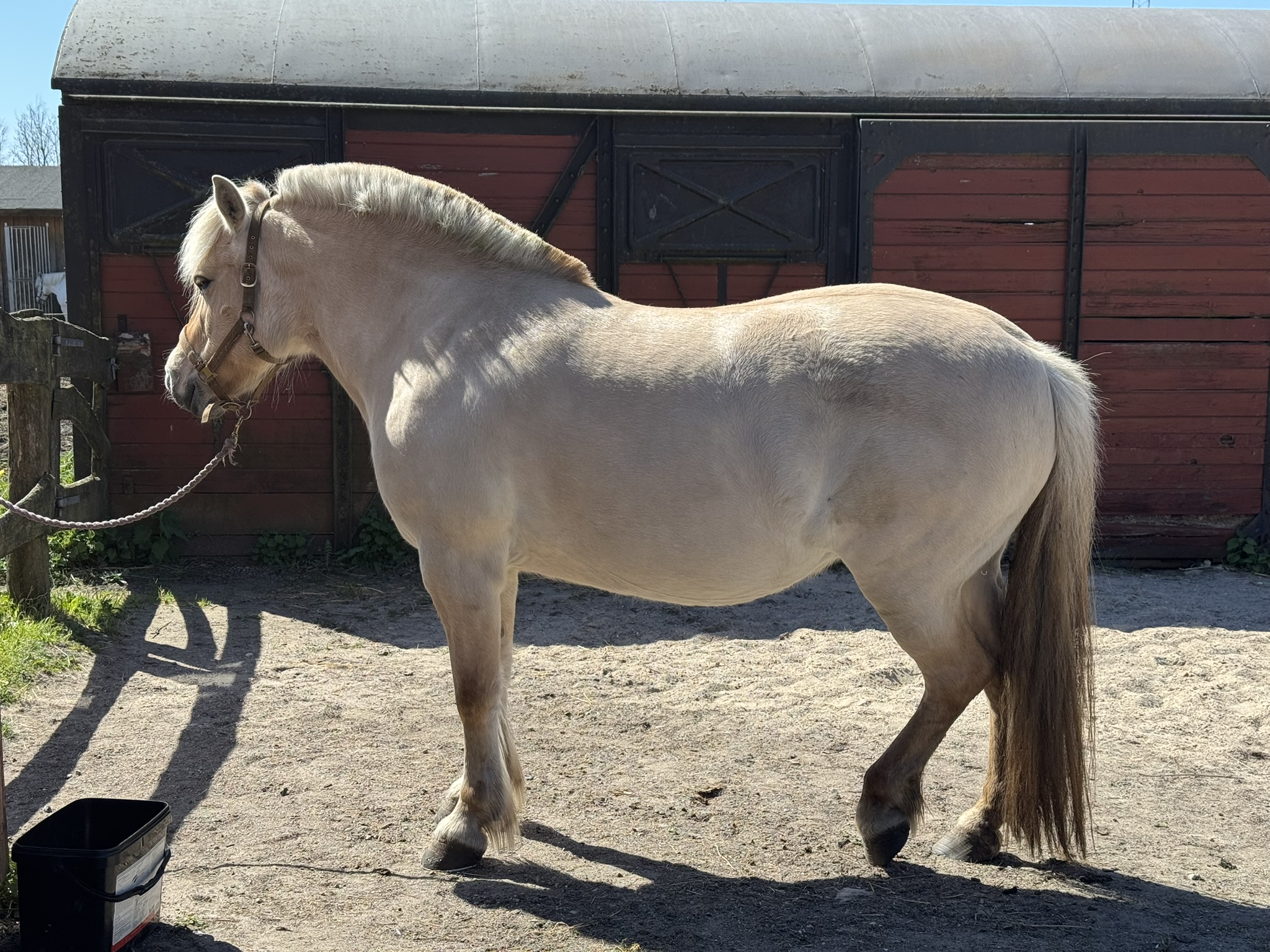 Lysebrun Hest, Der Står Foran Stald