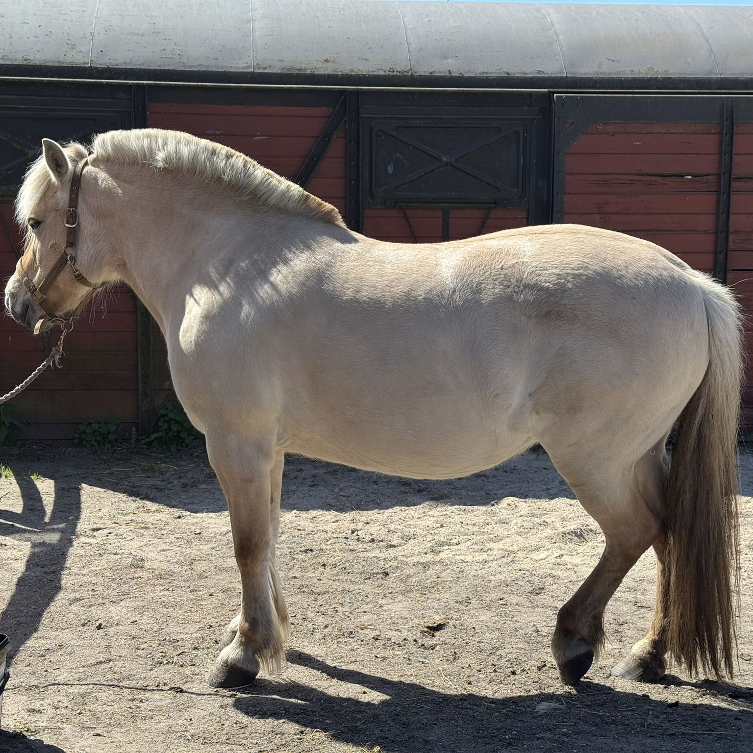 Lysebrun Hest, Der Står Foran Stald