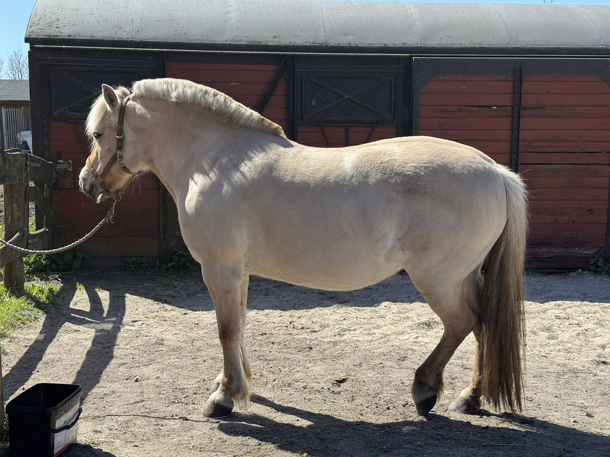 Lysebrun Hest, Der Står Foran Stald
